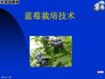 蓝莓栽培的技巧有哪些