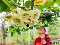 自然授粉软枣猕猴桃新品种