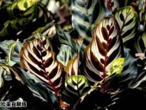 孔雀竹芋的种植技巧及养护要点