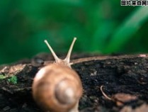 蜗牛属于有害还是有益生物？