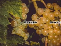 葡萄种植家助力传统品种复兴