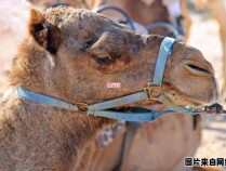 骆驼的声调有多少个？如何标注它们？