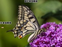 沃斯尼蝶的特征和分类 沃斯尼蝶的段子