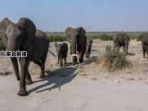 探寻非洲大象数量减少的根源（探寻非洲大象数量减少的根源有哪些）