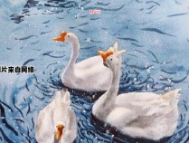可爱的大白鹅在水塘中的简单绘画