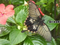 如何用蝴蝶的蝴组成新的词汇 蝴蝶的蝴还能组成什么词呢?