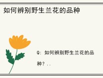如何辨别野生兰花的品种