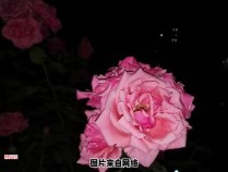 玫瑰花的盛放时刻是在清晨还是夜晚？