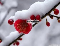 古代还有哪些描述梅花与雪的诗篇？
