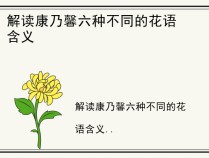 解读康乃馨六种不同的花语含义