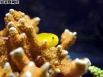 凤尾虾的生长环境是海还是河？
