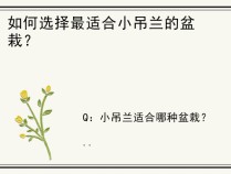 如何选择最适合小吊兰的盆栽？