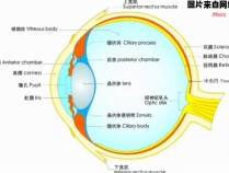 人眼的视网膜有多少像素