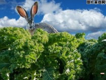 超大型安哥拉兔的养殖与饲养技巧 超大型安哥拉兔的养殖与饲养技巧视频