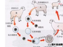 人类是否通过驯化培育出绵羊？ 人类驯化动物的目的是什么