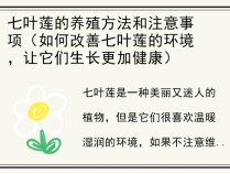 七叶莲的养殖方法和注意事项（如何改善七叶莲的环境，让它们生长更加健康）