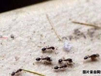 家里出现了蚂蚁，应该如何处理