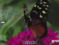 蝴蝶如何辨别食物的味道？