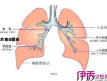 肺部纹理紊乱的含义是什么？