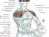 如何训练男性的直角肩部肌肉
