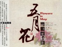 五月的花朵的歌词背景