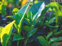 海南特产中哪种茶叶以大叶著称？