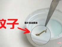 如何有效清除下水道中的蚊子卵