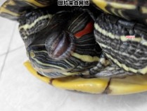 巴西龟眼睛肿胀的原因及处理方法