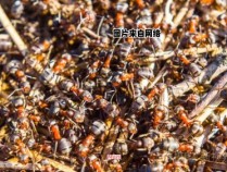 一批蚂蚁能成群吗？
