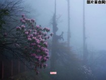 雾中观花的隐喻真正意味着什么？