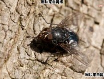 黑甲虫的生物特征与行为如何？（黑甲虫的样子）