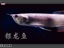 银龙鱼生长的秘密食谱