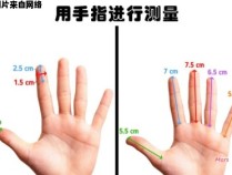 为何手掌的长度大于手指长度