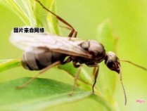 飞蚂蚁有何作用？