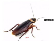 家中出现巨型蟑螂，应该如何处理？