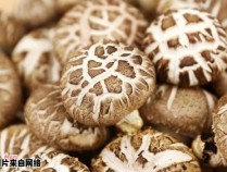 花菇与香菇有何不同之处？