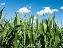 夏季玉米田间种植实用指南
