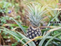 菠萝养护技巧及种植方法分享