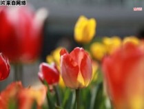 天津五大道赏樱攻略，探寻美丽花海 天津2021年五大道赏花时间地点