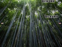 竹子被归类于哪一类的禾本科植物