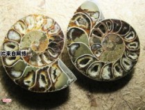 黎江山海洋生物遗存的化石（黎江在哪）