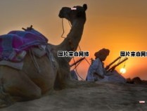 沙漠骆驼的驼峰有哪些实用功能？