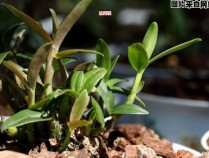 铁皮石斛如何在盆栽环境中培育成功