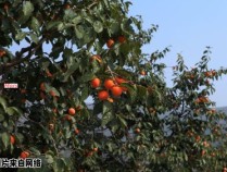 陕西有哪些县是柿子的主要产地？