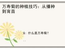 万寿菊的种植技巧：从播种到育苗