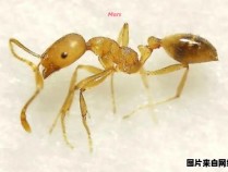 黄蚂蚁的益处及其实用价值