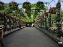 如何搭乘地铁抵达上海植物园？