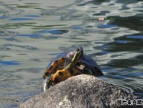 淡水龟喜欢在月光下曬太陽的驚人發現（乌龟在浅水里晒得到太阳吗）