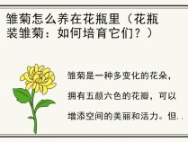 雏菊怎么养在花瓶里（花瓶装雏菊：如何培育它们？）