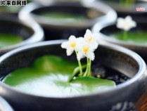 水培一叶莲怎样才能健康成长？